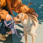 Cushioned Harness + Waterproof Leash Walk Kit - Image 4